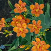 'Freckle Face' Blackberry Lily (Belamcanda)