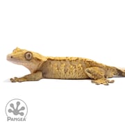 Male Brindle Crested Gecko Cr-1694