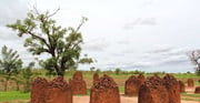 Wassu Stones & Georgetown: 2-Day Discovery Tour