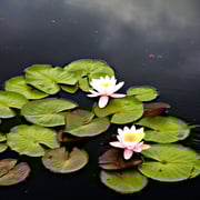 Water Lily