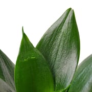Sansevieria Trifasciata 'Jade'