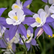 Blue Columbine Seeds