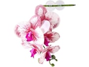 Pangea Hanging Orchid White