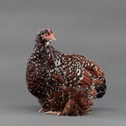Baby Chicks: Jubilee Orpington