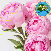 Alaskan Peonies Choose Your Color 45cm