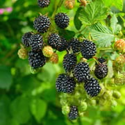 Thornless Chester Blackberry Bush