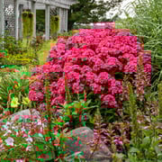 'Glamour Girl' Phlox