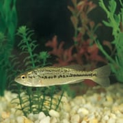 "Largemouth Bass, Living, Pack of 3"