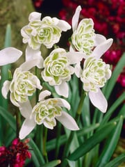 Galanthus Nivalis Flore Pleno (Snowdrops)