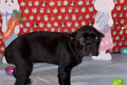 Lily | Puppies For Sale at Pawrade