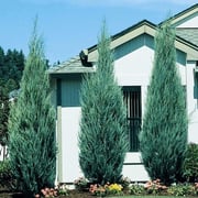 Skyrocket Juniper