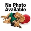 Quiet Time Script Blue Thick Ortho Dog Bed