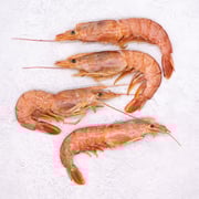 Large Red Shrimp Head-On