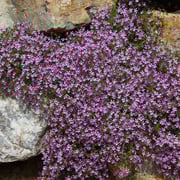 Rock Soapwort