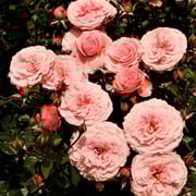 Sexy Rexy™ Floribunda Rose