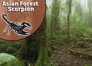 Asian Forest Scorpion (Heterometrus species) Bioactive Vivarium Kit