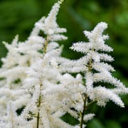 Astilbe Visions in White