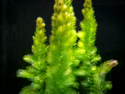Hornwort (Ceratophyllum demersum)