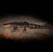 Alligator Display