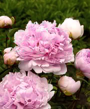 Dr. Alex Fleming Peony - 1 root division