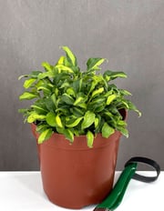 Philodendron Xanadu Variegated