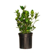 August Beauty Gardenia