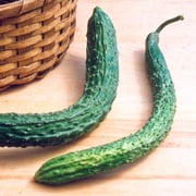 Suyo Long Cucumber (65 Days)