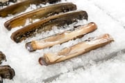 Razor Clams