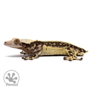 Male White Wall Quadstripe Crested Gecko Cr-2695