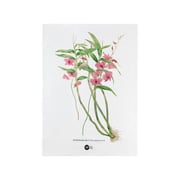 Royal Botanic Gardens Australian Orchids Tea Towel 50x70cm Pink