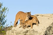 Cougar and kits in the North Dakota Badlands