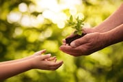 Close up of senior hands giving small plant to a child over defocused...