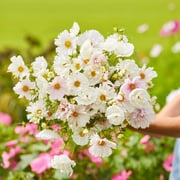 Cosmos Seeds - Cupcake Blush