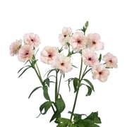 Ranunculus Butterfly Ariadne - 40 Stem Bunch