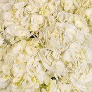 Ivory White Hydrangea Flower