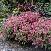 'Shrimp on the Barbie' Lungwort (Pulmonaria)