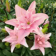 Elodie Double Asiatic Lily