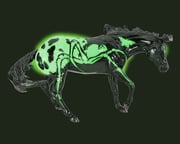 Arachne | 2025 Halloween Horse