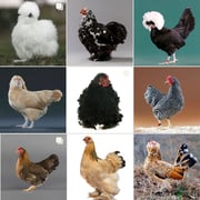Baby Chicks: Bantam Assortment
