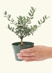 European Olive Tree