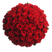 Roses Next Day Delivery