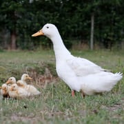 Ducklings: Pekin