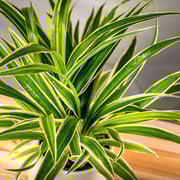 Spider Plant