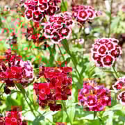 Sweet William, Tall Double Mixed Colors Seeds, 700mg