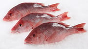 Red Snapper Whole
