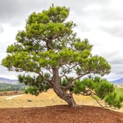 Japanese Black Pine
