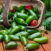 Jalapeno Hot Pepper (2 Pack)