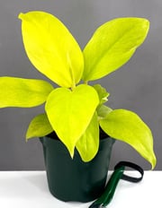 Philodendron Malay Gold