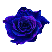 Starry Cluster Roses