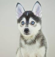 Pomsky Puppy Art Print